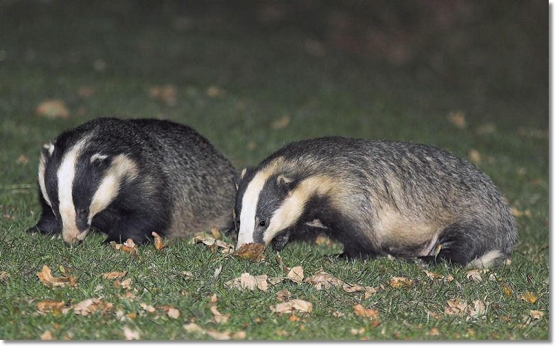 Evening visitorsn.jpg